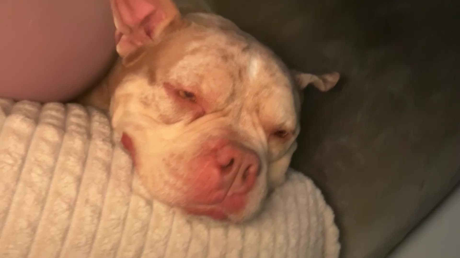 English Bulldog dogs for sale: Pocket bully girl - Video 1