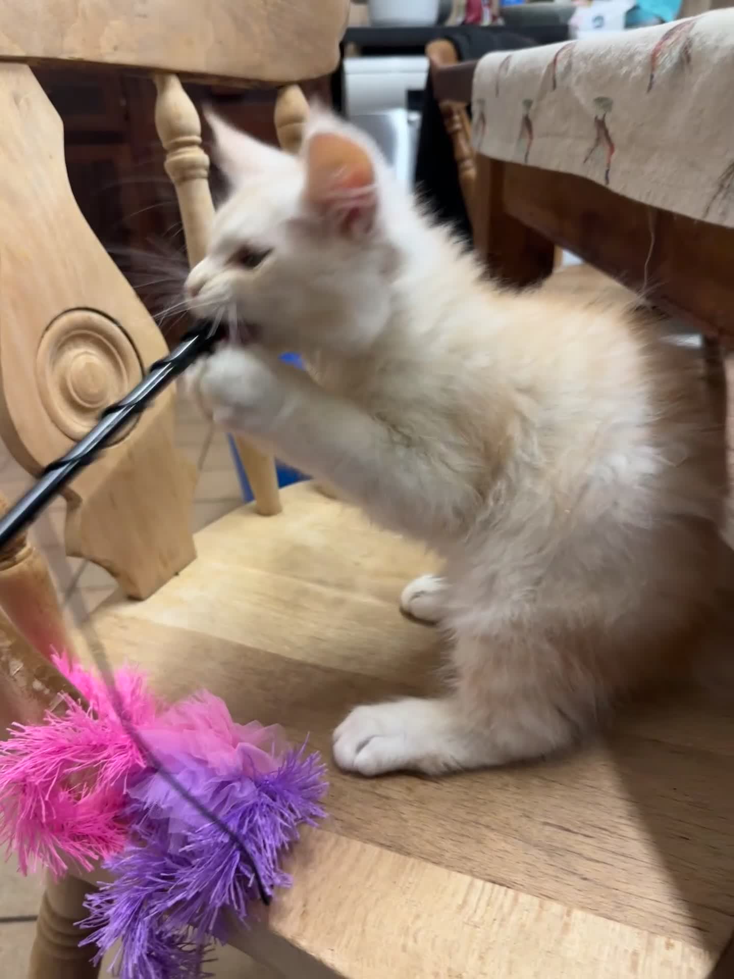 Maine Coon cats for sale: Ready to leave.. Beautiful Male only.  - Video 1