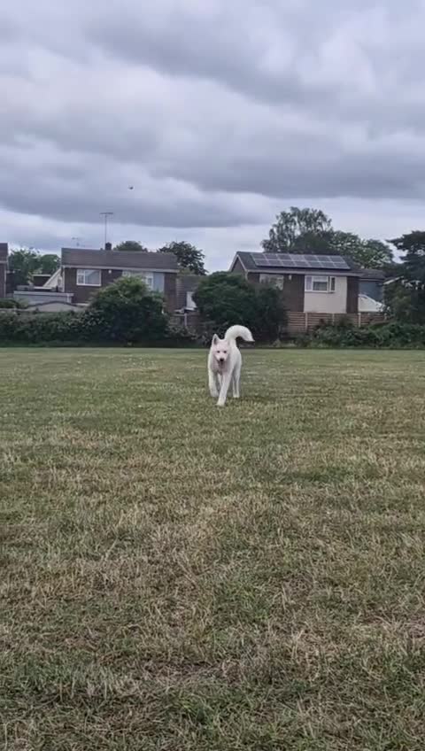 Akita dogs for sale: Samoyed Akita  in Chelmsford - Video 1