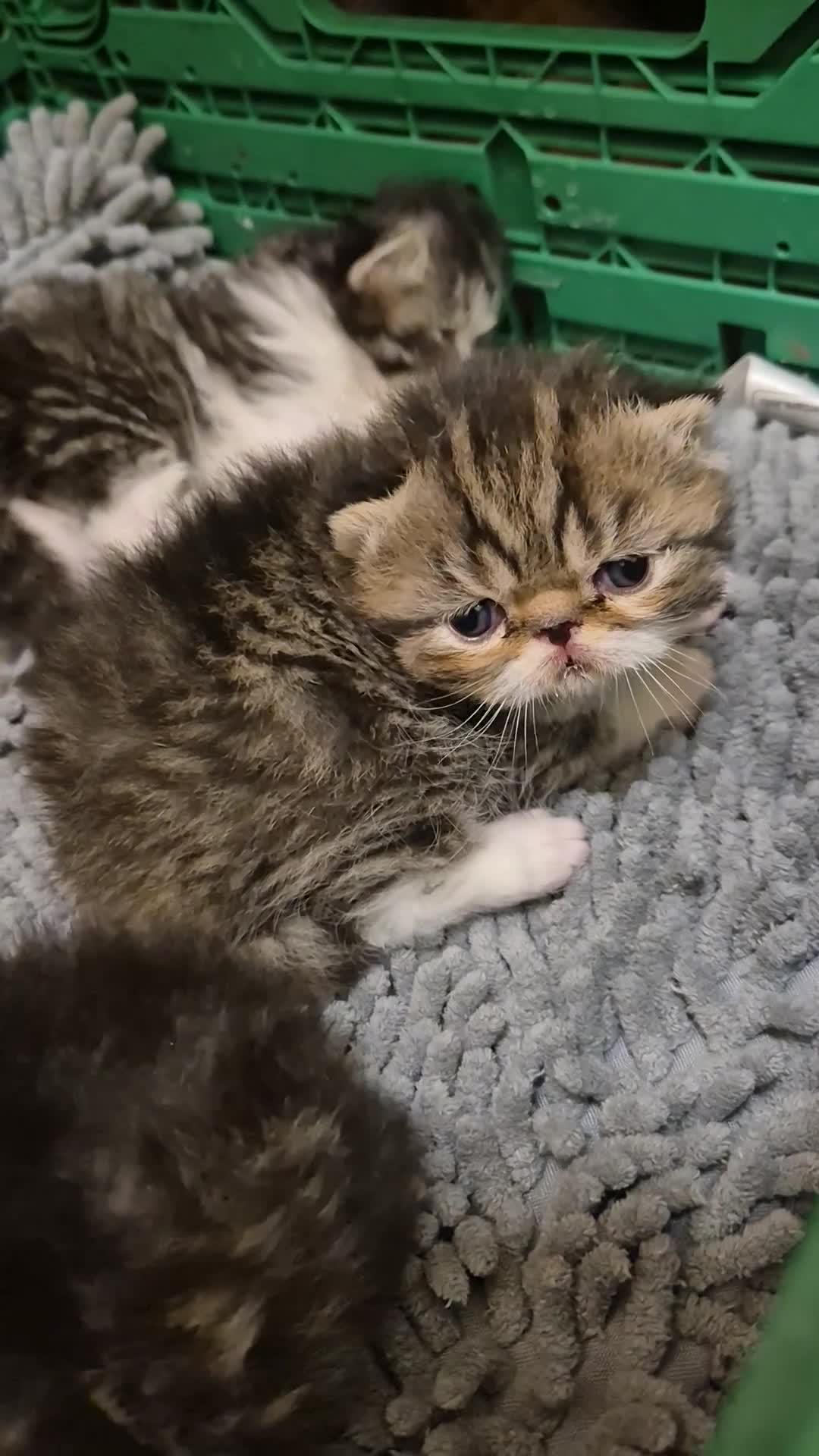 Persian cats for sale: Persian and exotics kittens  - Video 2