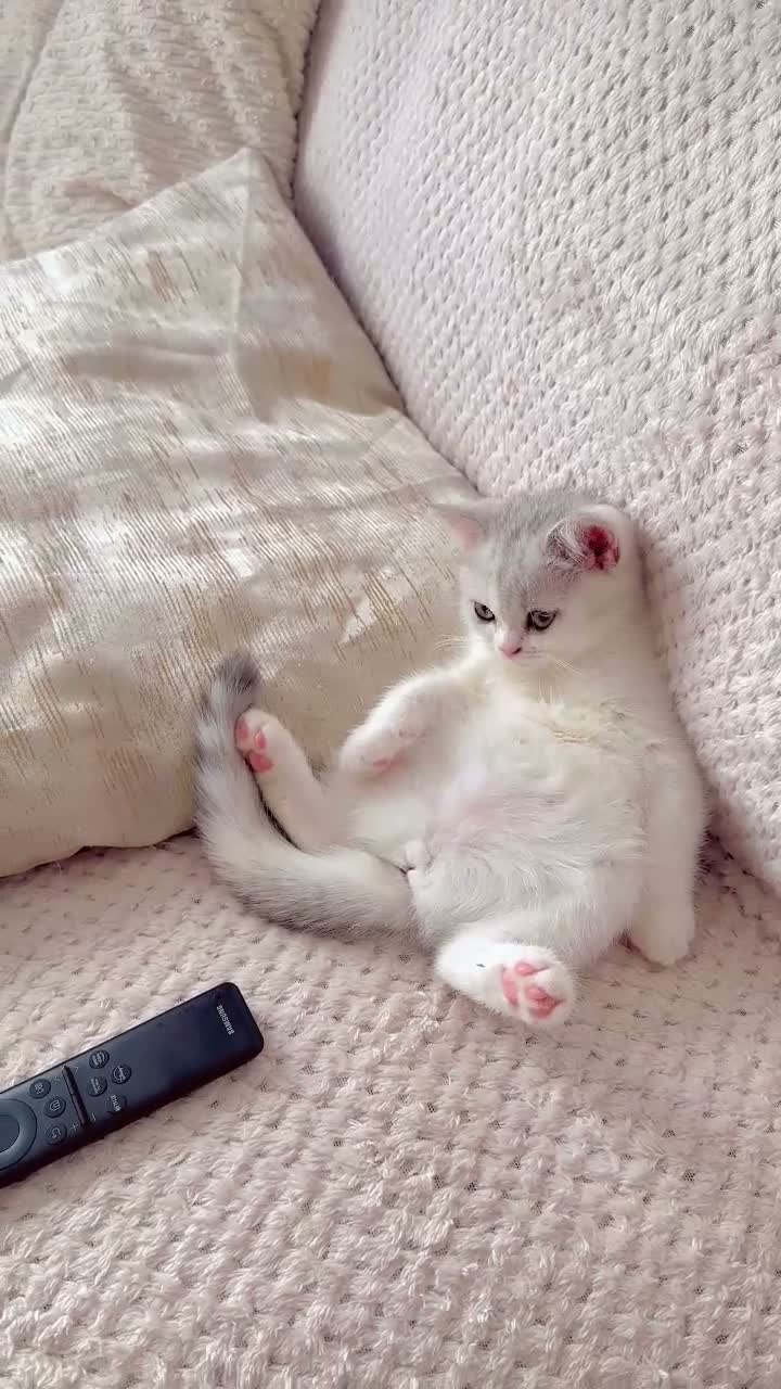 British Shorthair cats for sale:   Cute British Shorthair Kittens - Video 5