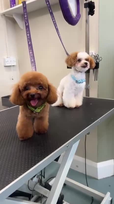 Maltipoo dogs for sale: Asian/Korean *DNA TESTED* teddy bear maltipoos - Video 1