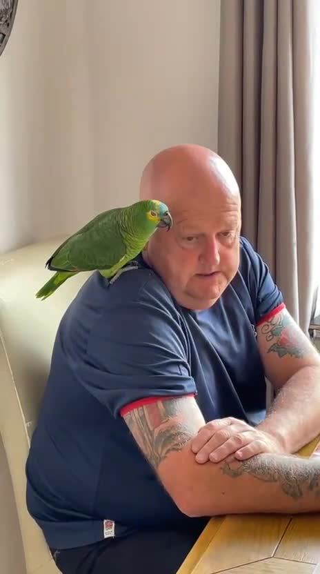 Parrots birds for sale: Blue Fronted Amazon  - Video 1