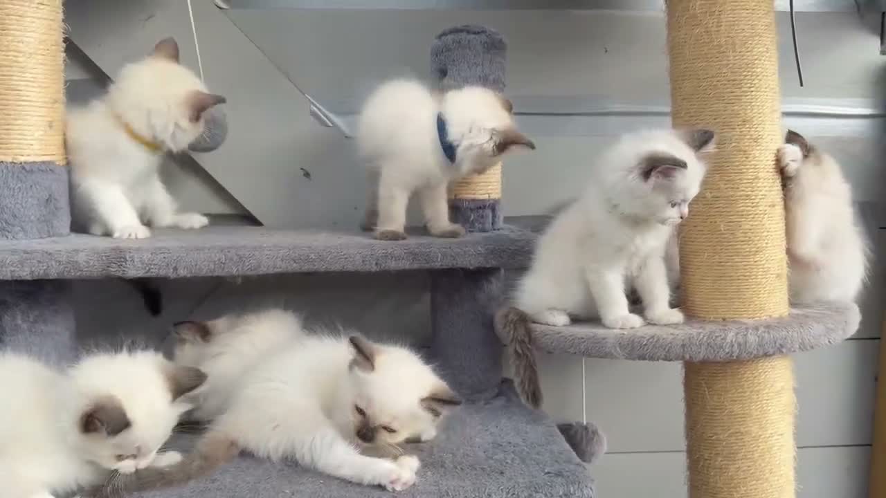 Ragdoll cats for sale: Purebred Ragdoll Kittens  - Video 1