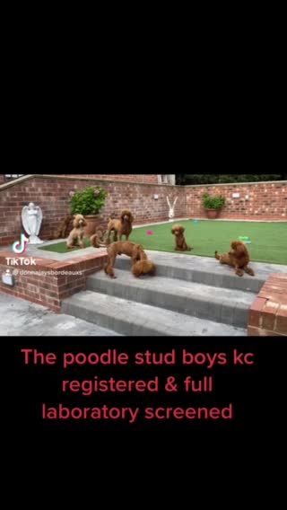 Maltese dogs for stud: Donnajays 5* PROVEN, HEALTH TESTED & PROFESSIONAL in Stafford - Video 1