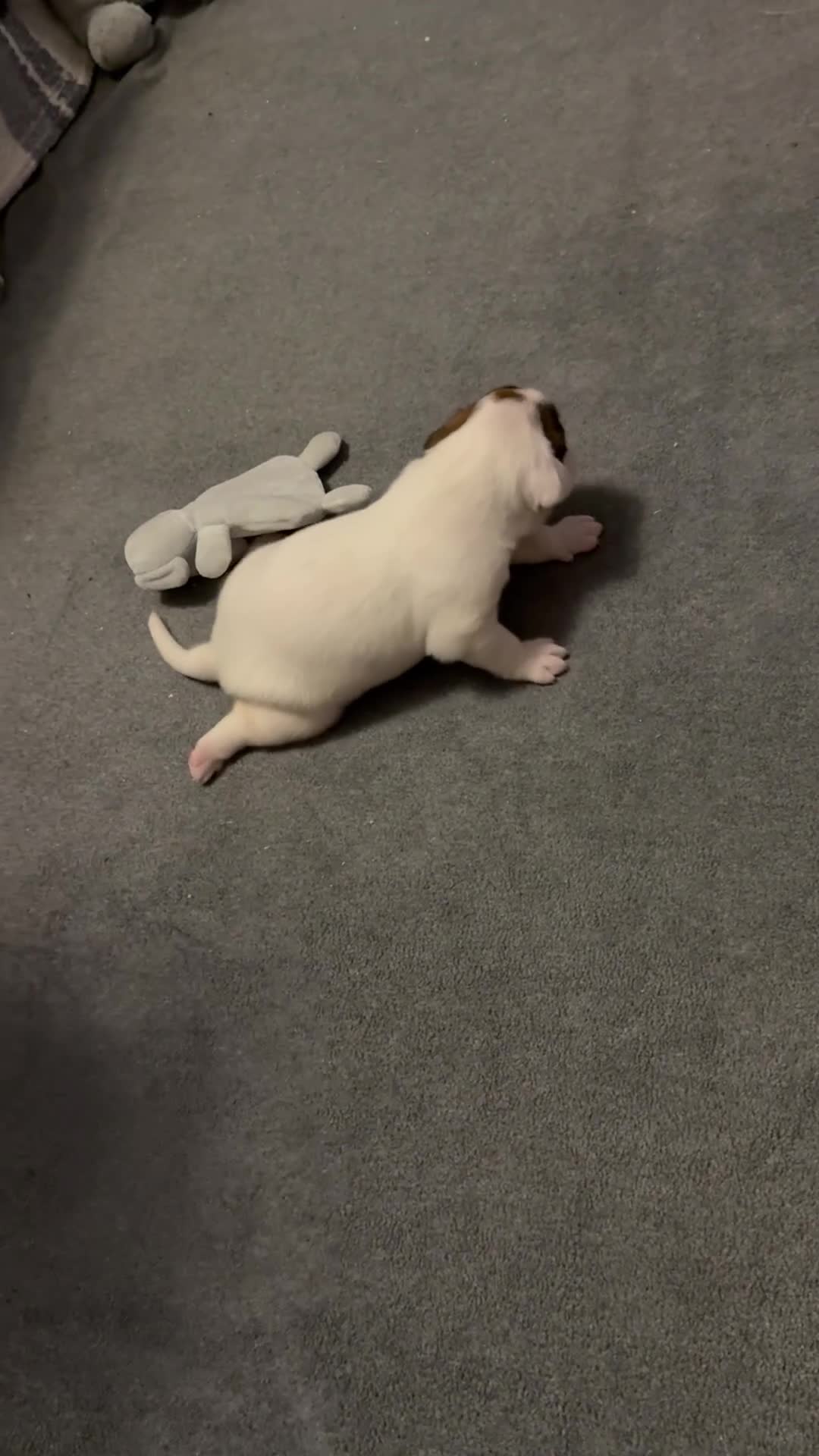 Boxer dogs for sale: Stunning White boy. - Video 1