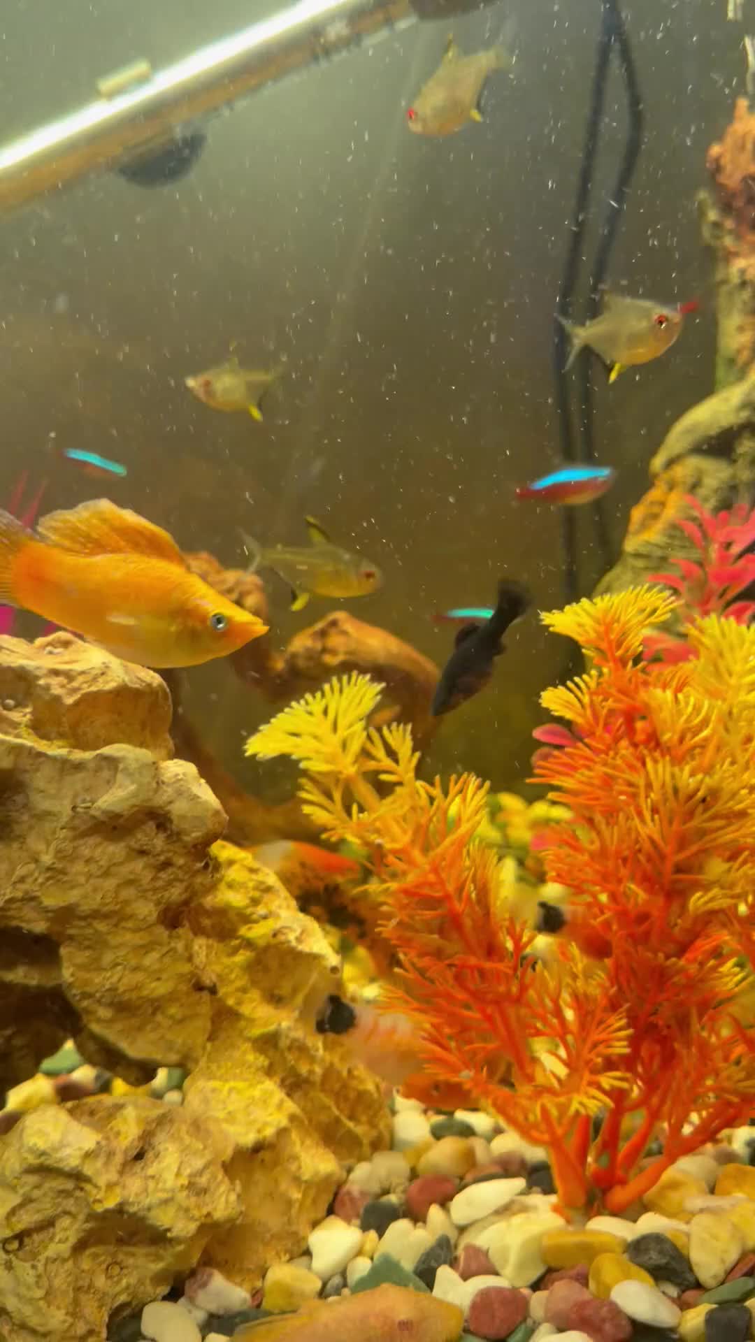 Swordtails fish for sale: Tropical fish community - Video 1
