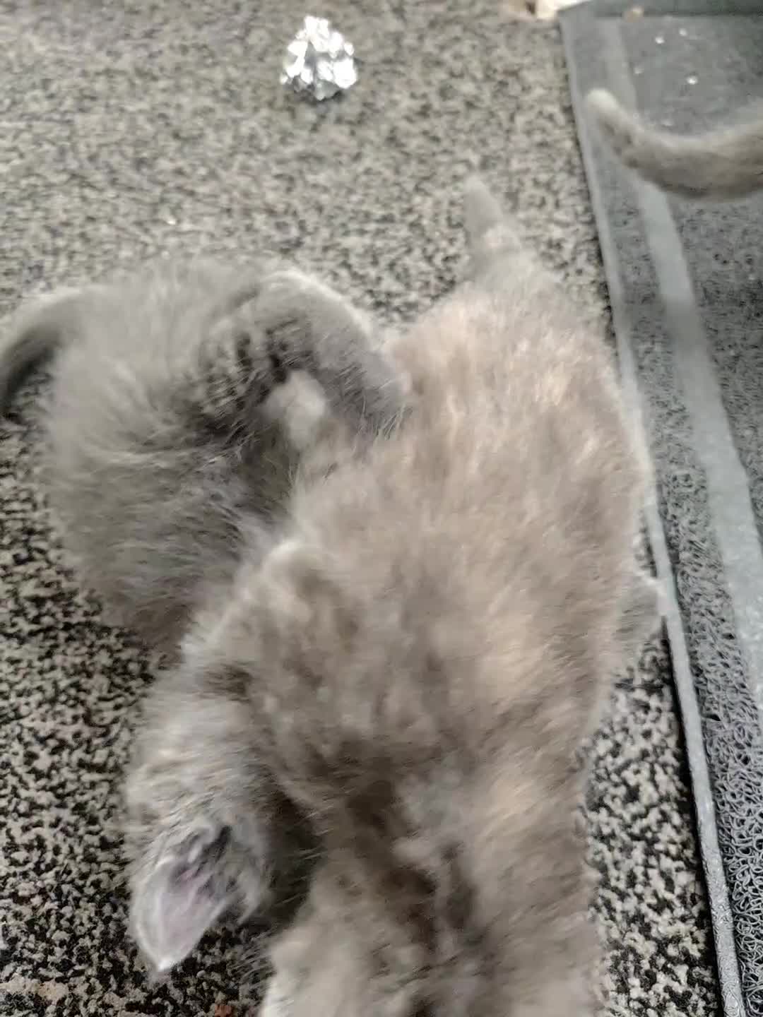 Mixed Breed cats for sale: 5 adrobale kittens  - Video 1