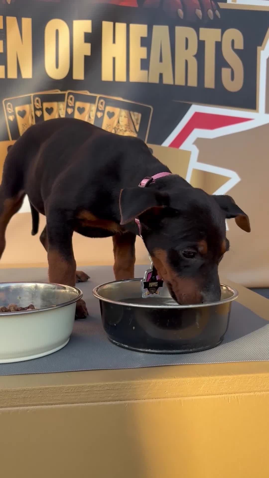 Chinese Red Dog dogs for sale: Stunning (Laizhou hong) Chinese red dog puppies  - Video 2