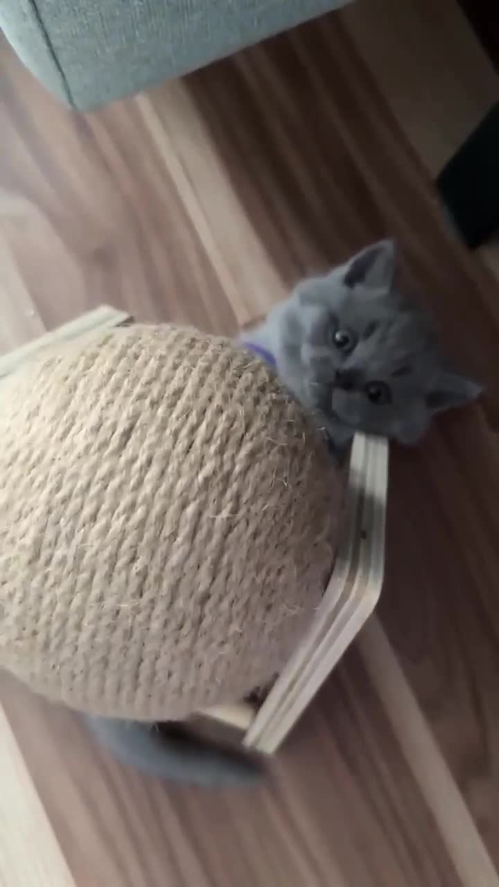 British Shorthair cats for sale: Chunky British Shorthair Blue Kittens 🐱💙 - Video 1