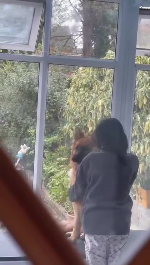 German Shepherd dogs for sale: Germanshephered  - Video 1