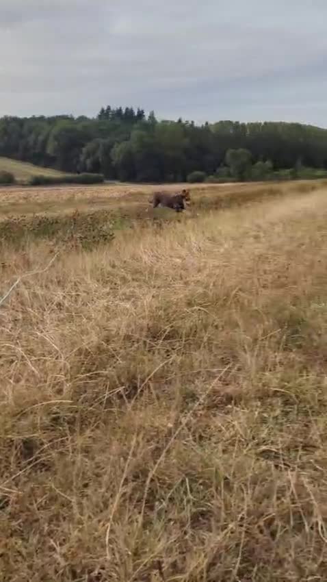 Mixed Breed dogs for adoption: URGENT🚨🐾 - Video 2