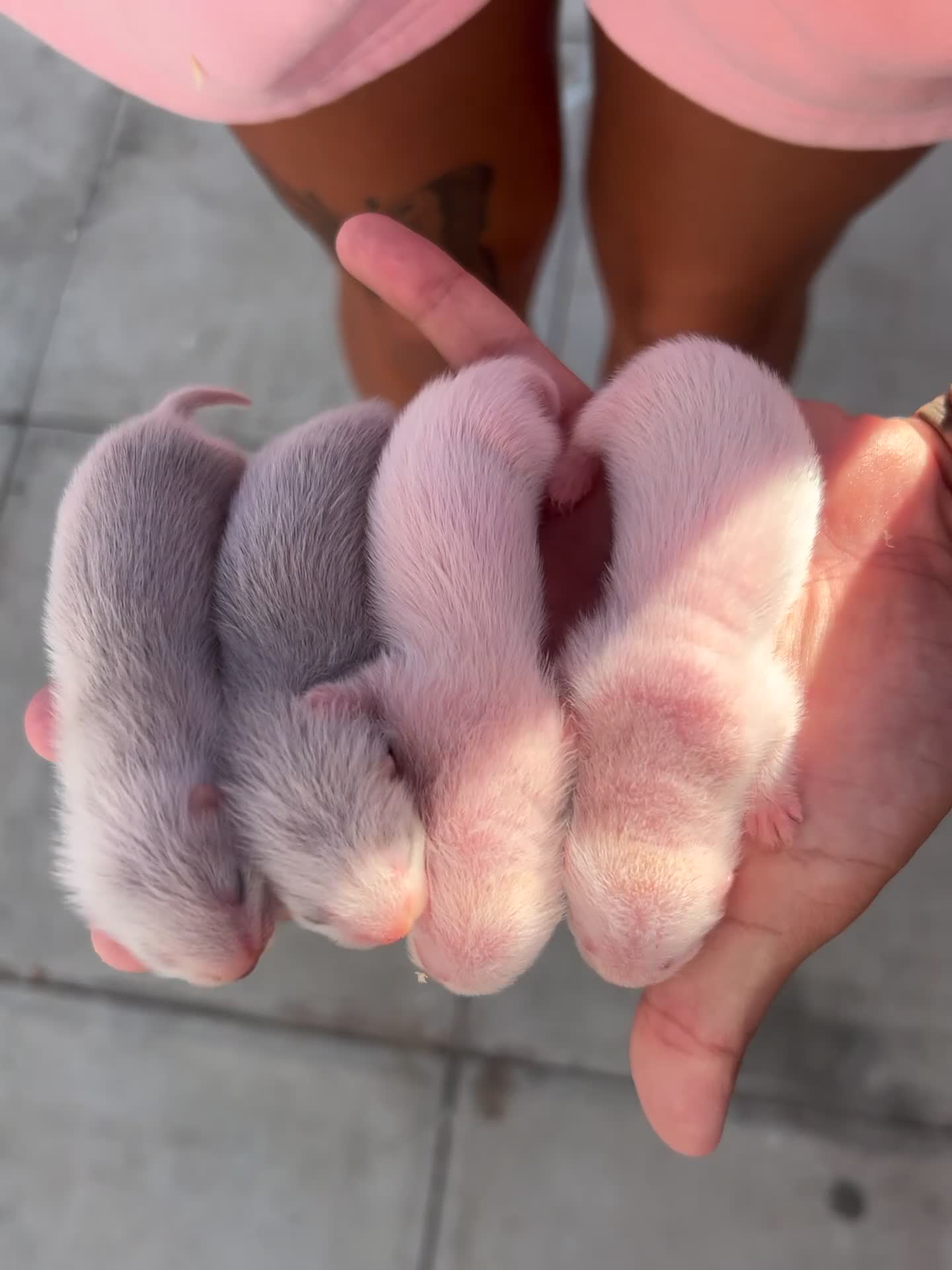 Ferret rodents for sale: 4 standard ferret kit Jills to be reserved - Video 1