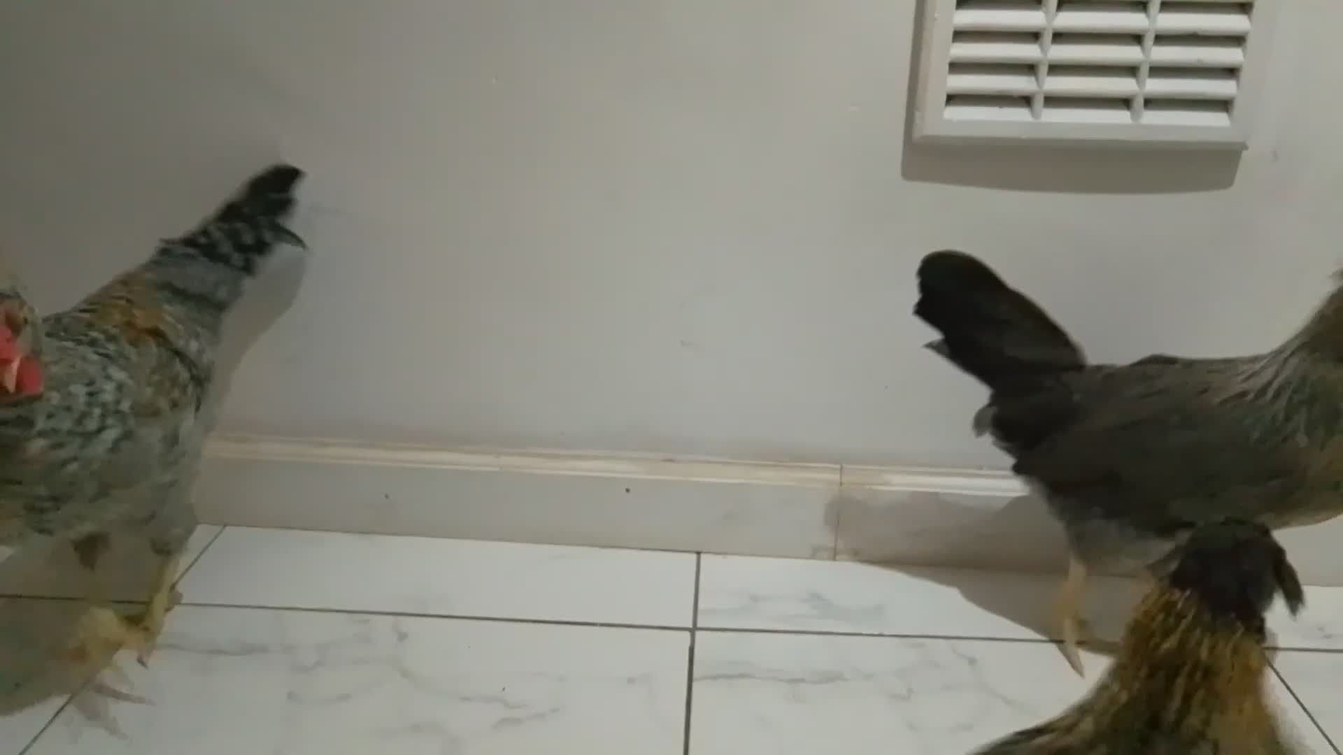 Hens poultry for sale: 2 hens and one Rooster - Video 1