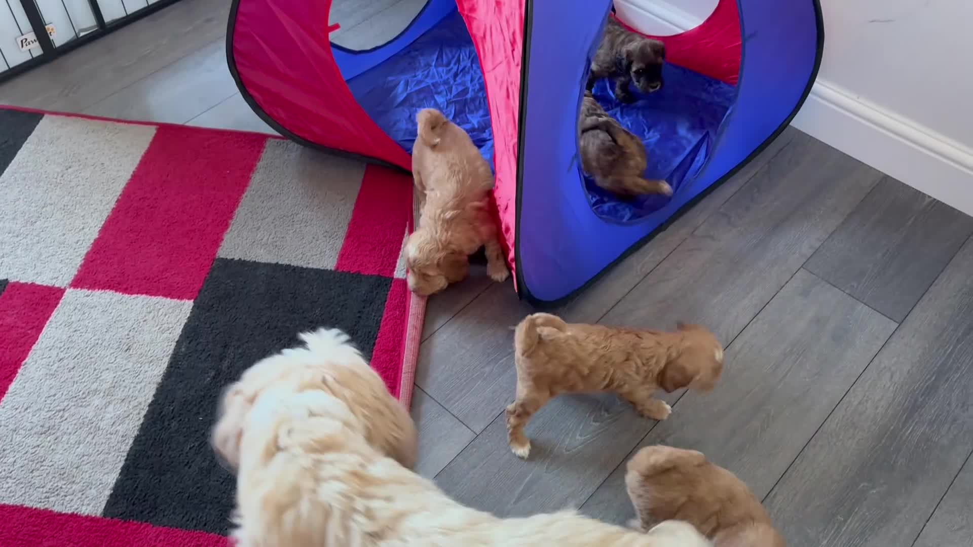 Mixed Breed dogs for sale: Tibetan Terrier surprises  - Video 1