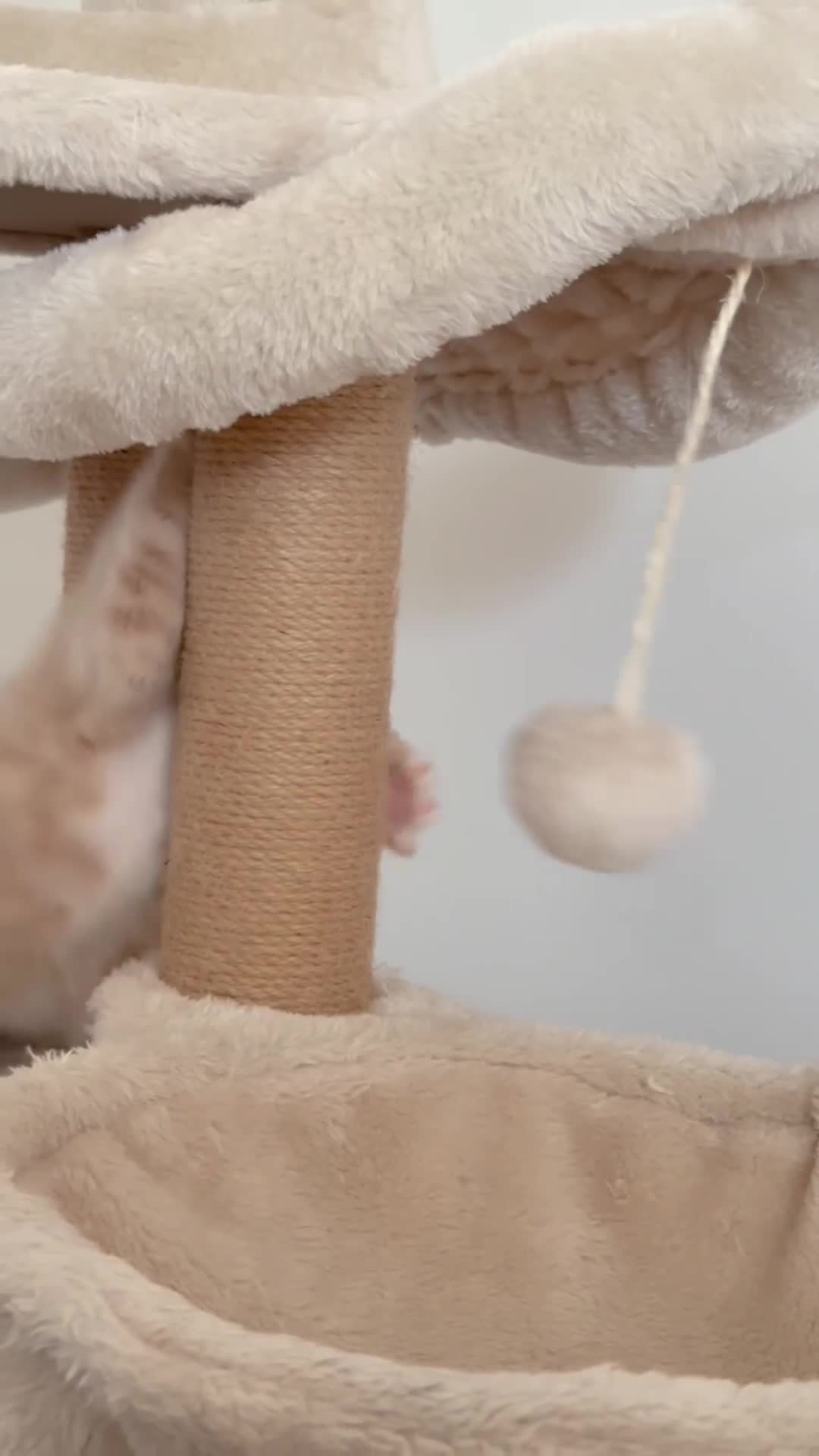 Mixed Breed cats for sale: 9 Week Old Kitten - Video 1