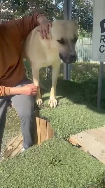 Mixed Breed dogs for adoption: COOPER - 2 Years Old, Mixed Breed Boy - Video 4