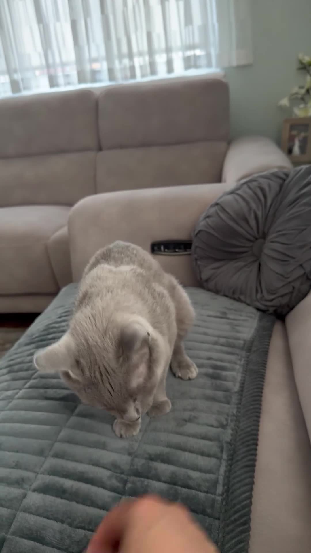 Russian Blue cats for sale: magnificent purebred Russian blue solid green eyes - Video 1