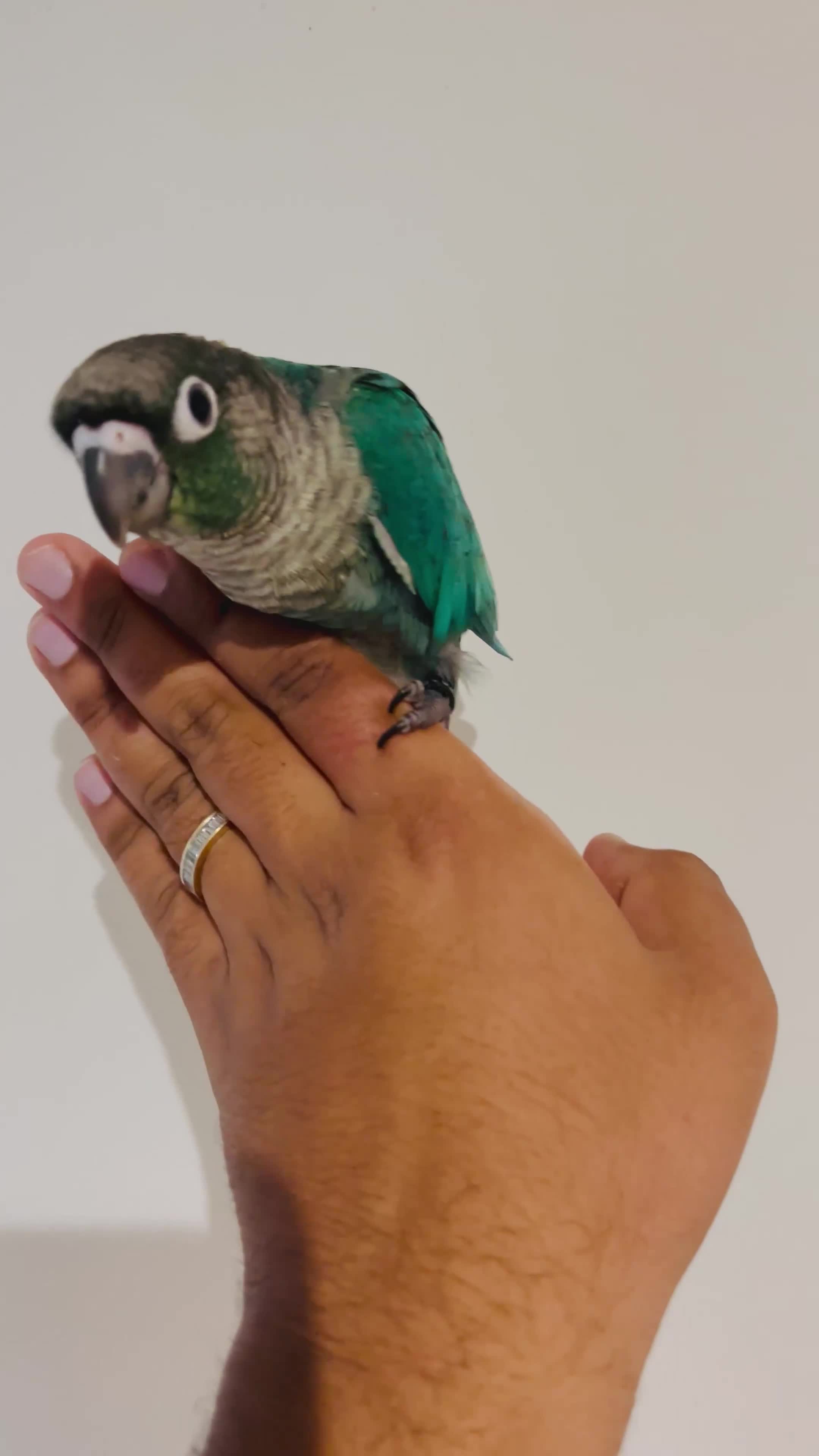 Conures birds for sale: Hand reared conures for sale - Video 4