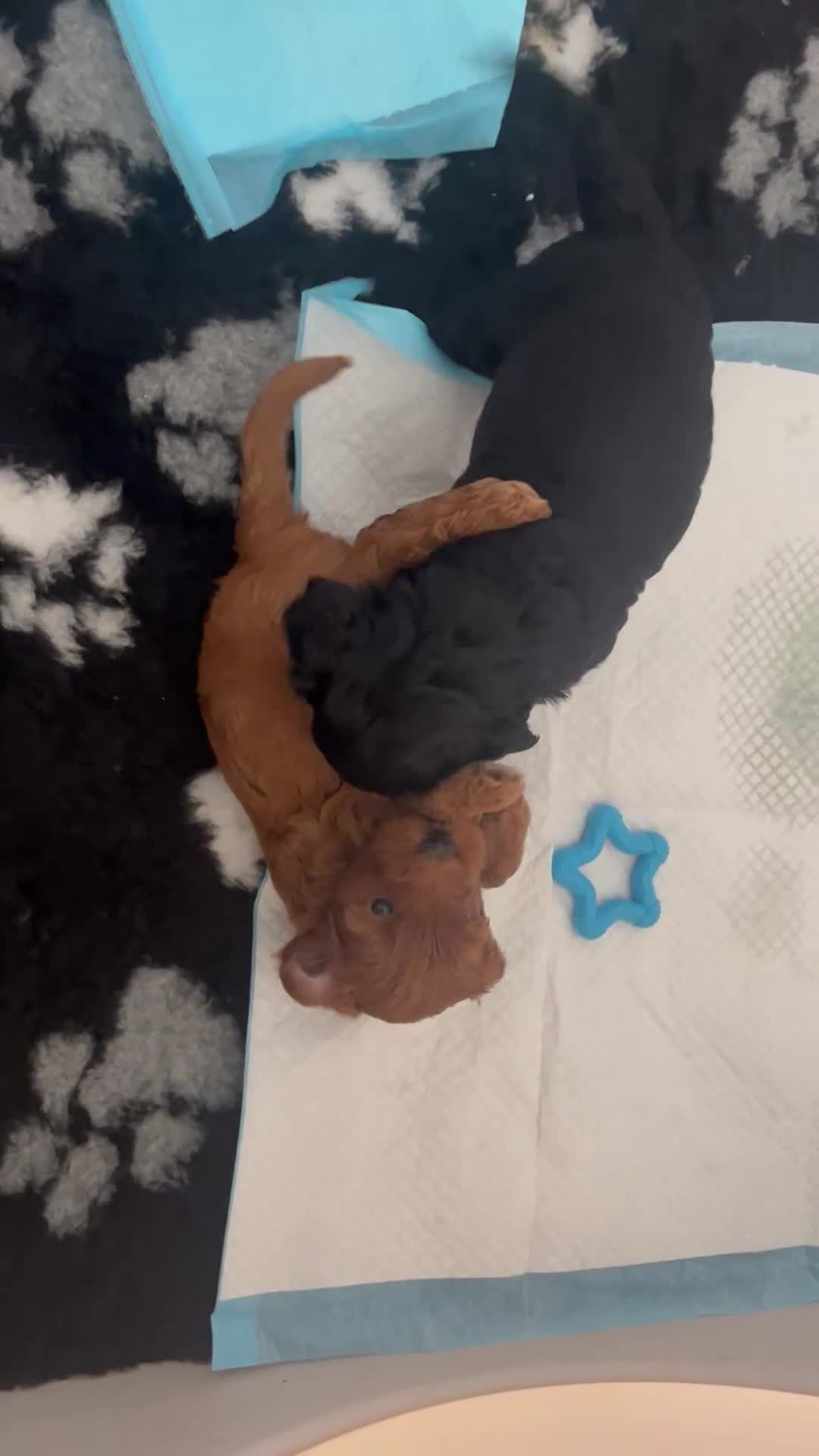 Cavapoo dogs for sale: ONLY our clever little Ricki left!  - Video 3