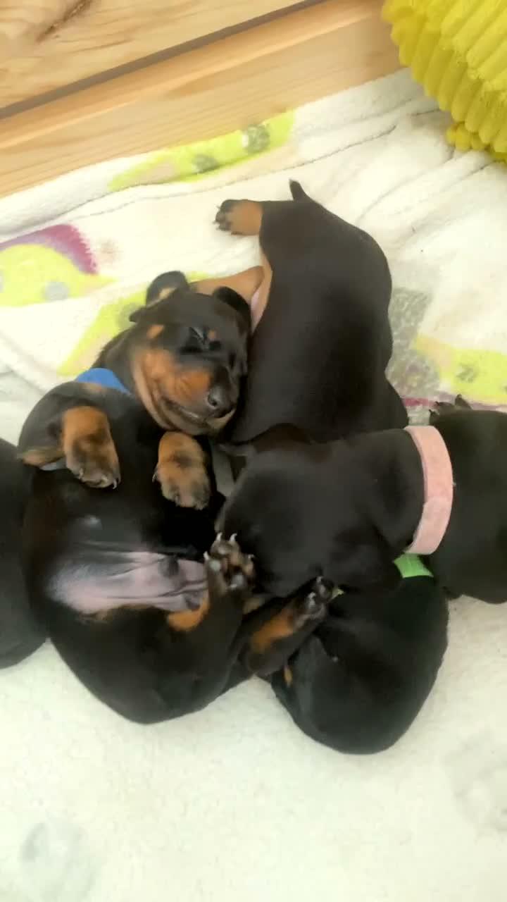 Miniature Dachshund dogs for sale: Beautiful Black and Tan miniature dachshund  - Video 1