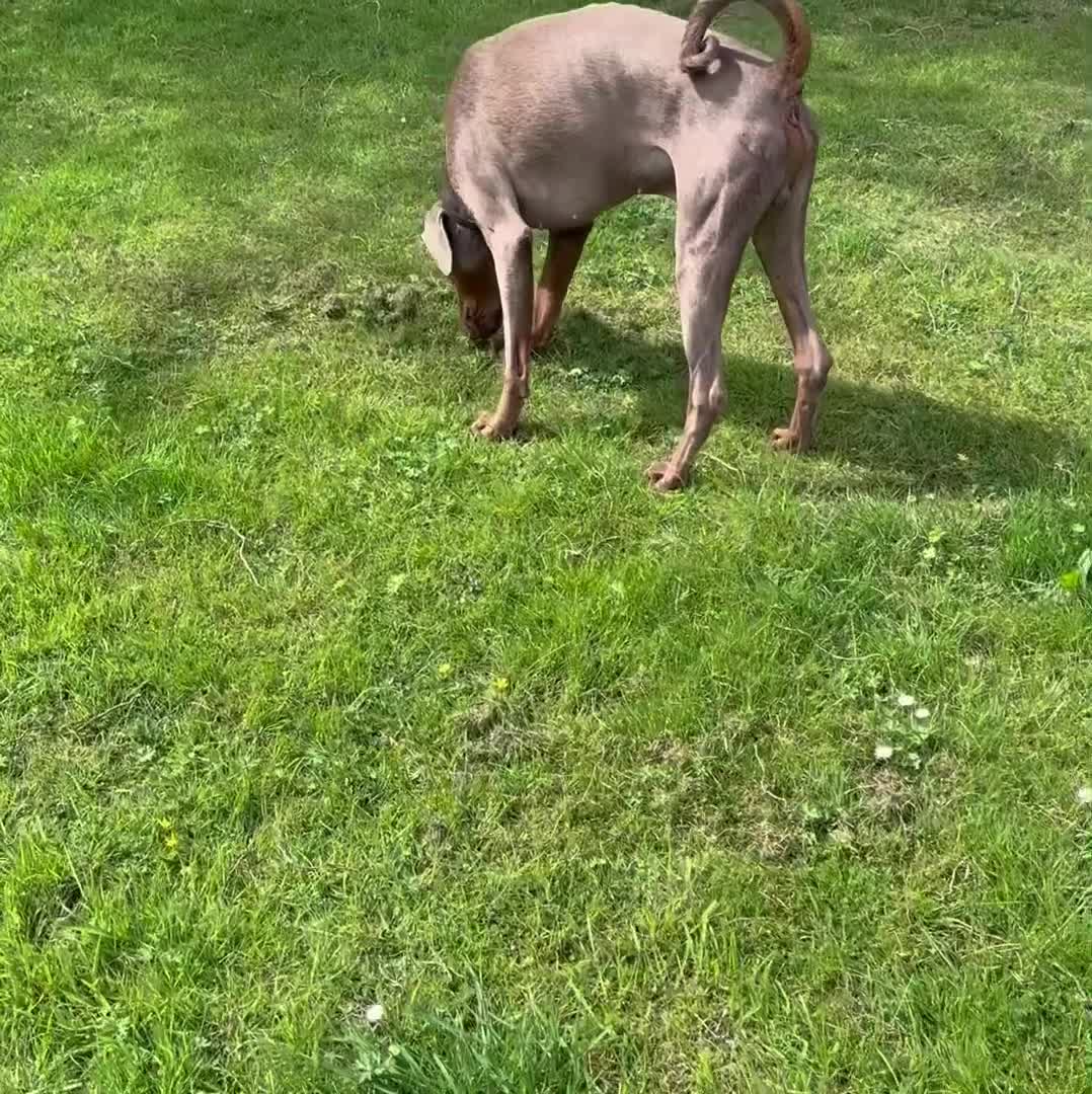 Dobermann dogs for sale: Isabella Doberman - Video 1