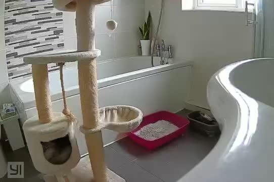 Persian cats for stud: 💕Simply Stunning-Beau 😻 Jangles. PKD negative in Warrington - Video 1