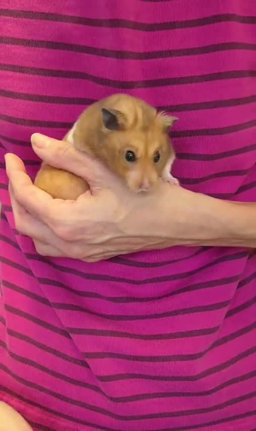 Hamster rodents for sale: Male Syrian Hamster Pedigree Well Handled  - Video 1
