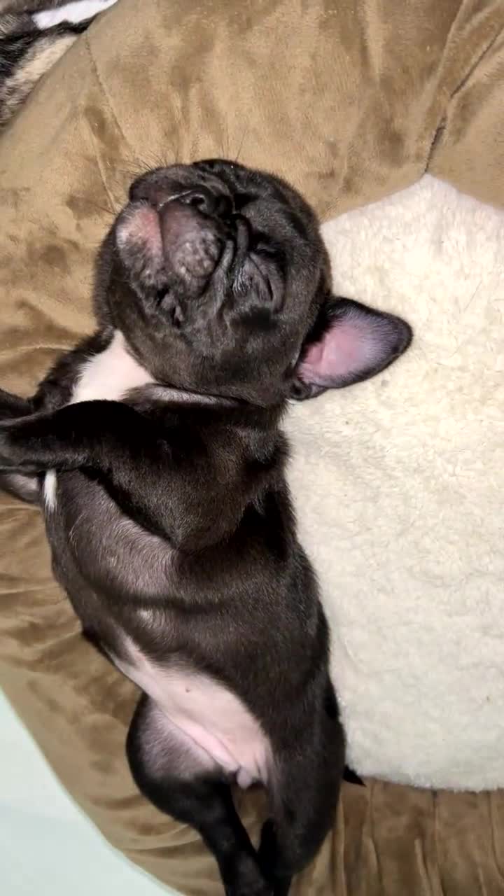 Frug dogs for sale: Frug puppies  - Video 1