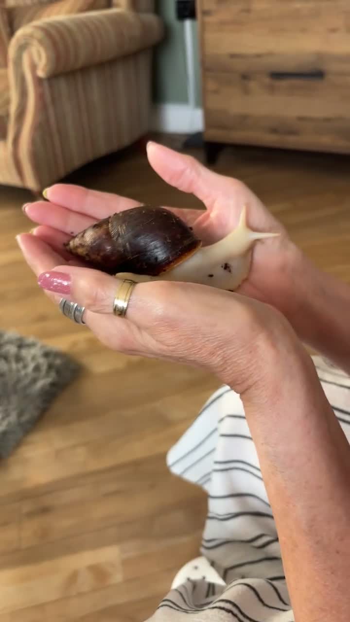 Snails invertebrates for sale: African land snails  in Clacton-on-Sea - Video 1