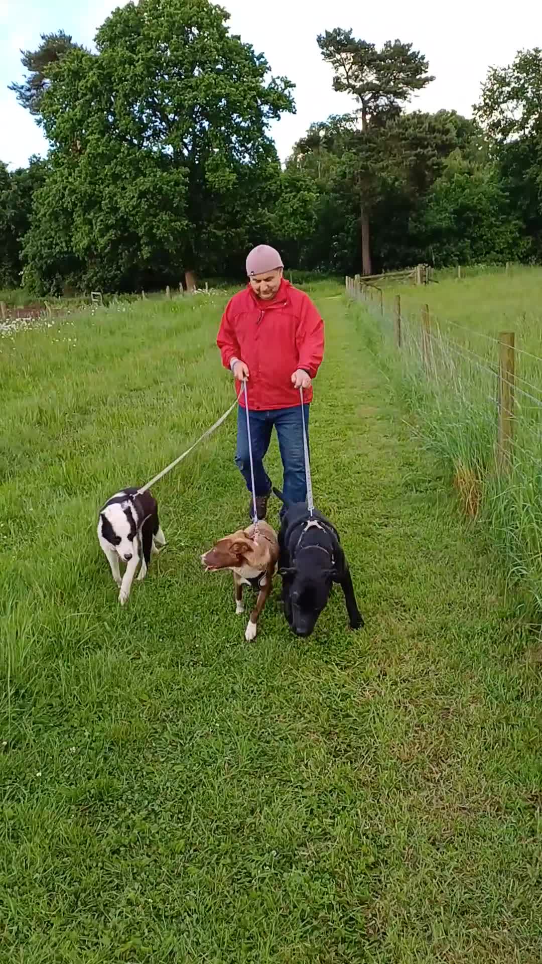 Mixed Breed dogs for adoption: SHEAMUS - a handsome boy for an experienced Owner - Video 1