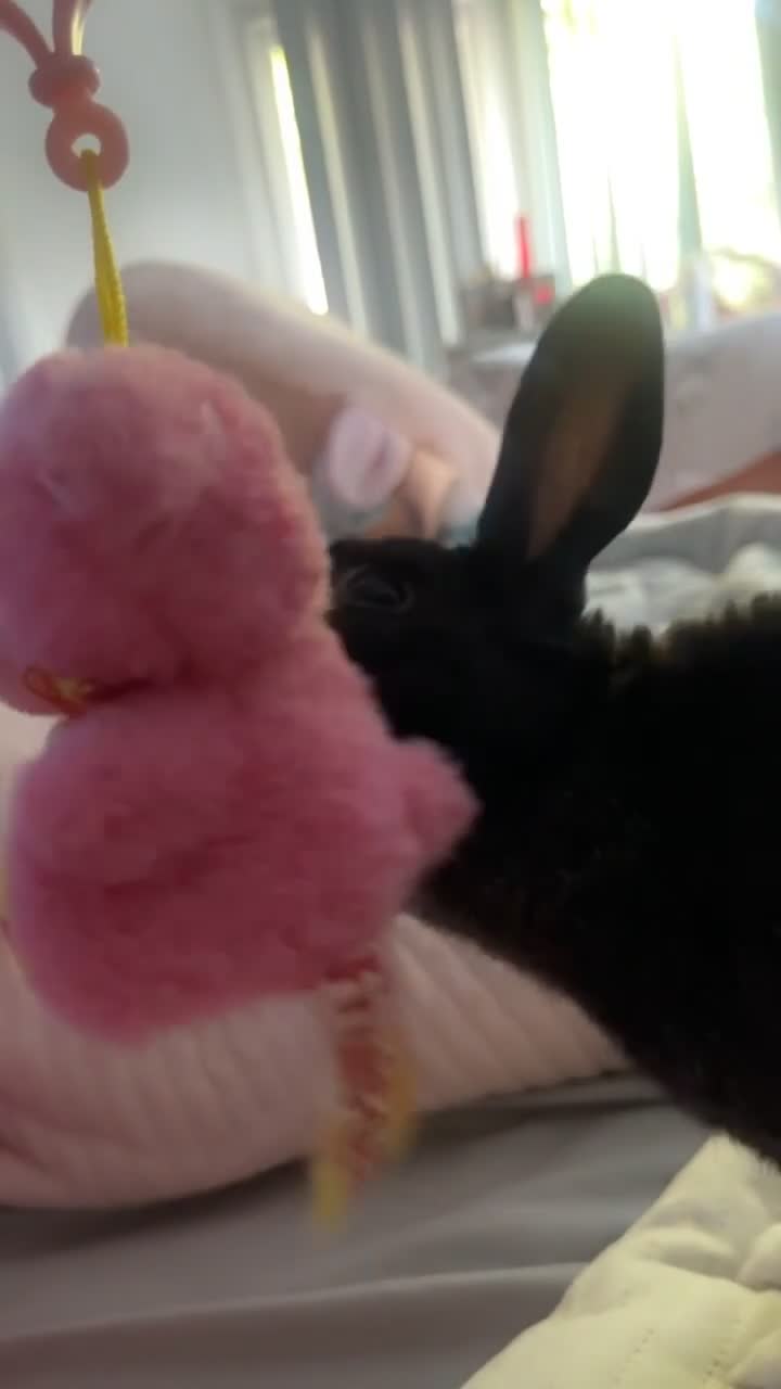 Argente rabbits for sale: Male rabbit 2 years old  in Birmingham - Video 1