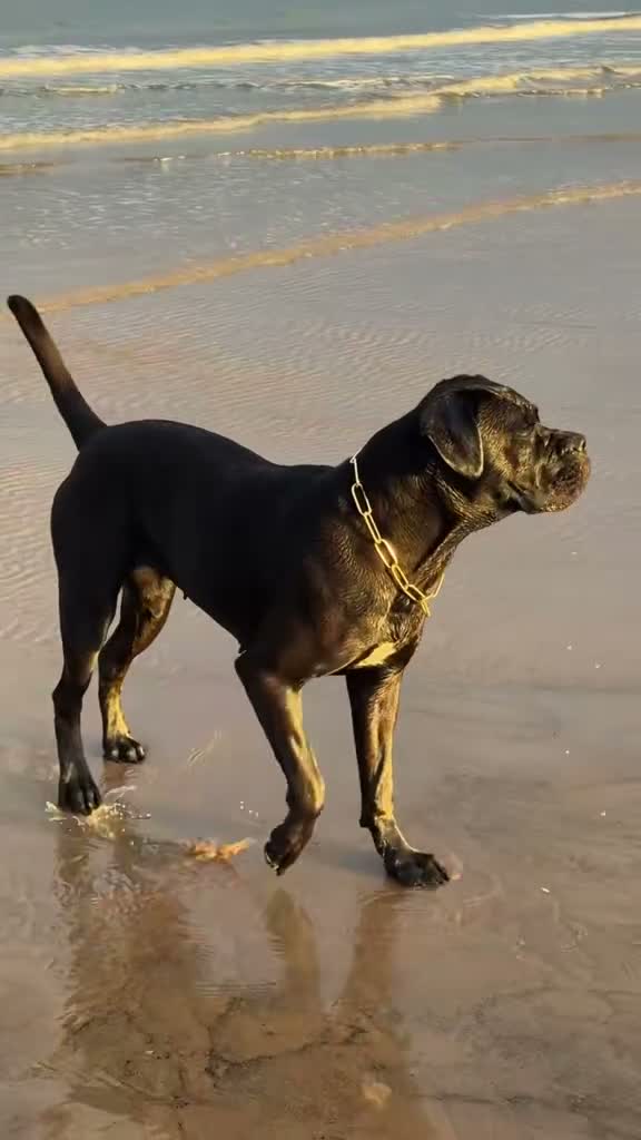Cane Corso dogs for sale: Cane Corso puppies authentic old Italian bloodline in Newcastle upon Tyne - Video 1