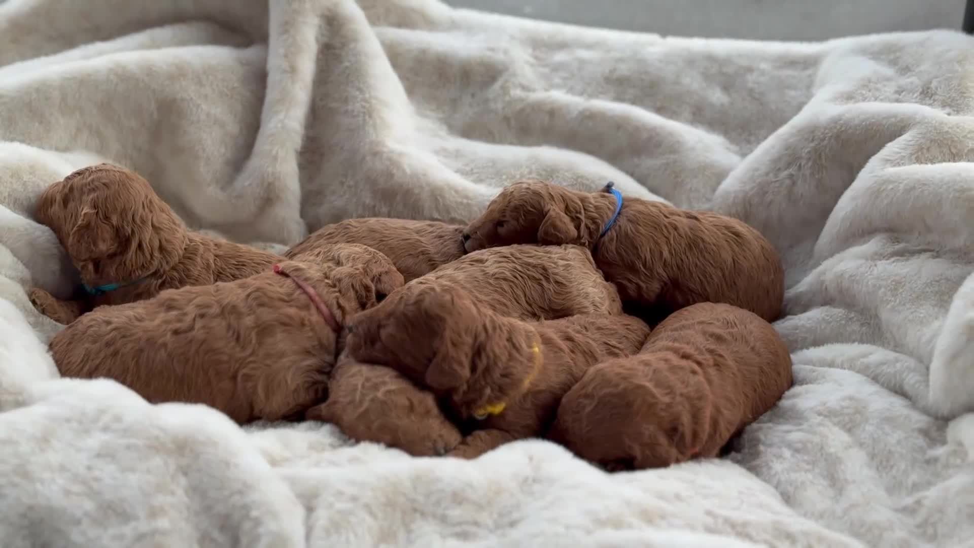 Cockapoo dogs for sale: Toy cockapoo - Video 1
