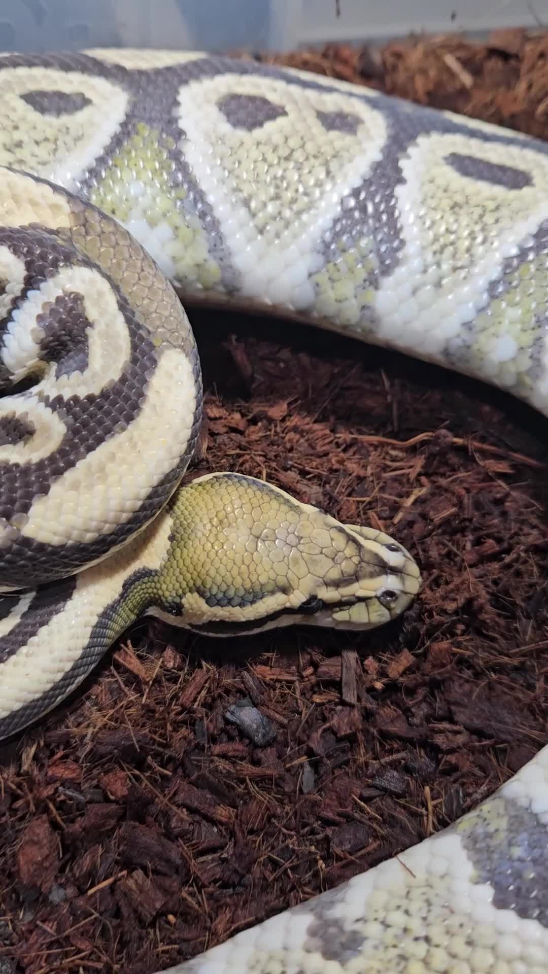 Python Snake reptiles for sale: Desert ghost het clown male proven breeder  - Video 2
