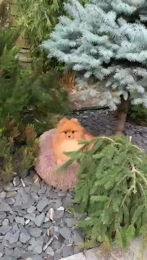 Pomeranian dogs for sale: White and Orange Pomeranian Boys in London - Video 4
