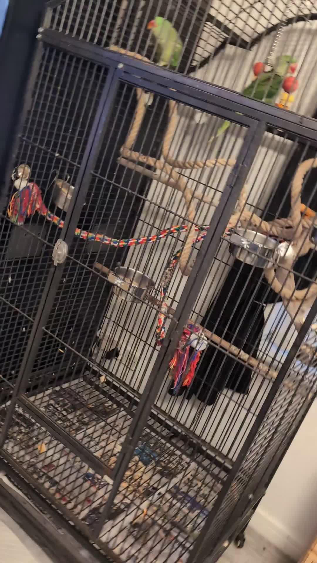 Parrots birds for sale: Alexandrians - Video 1