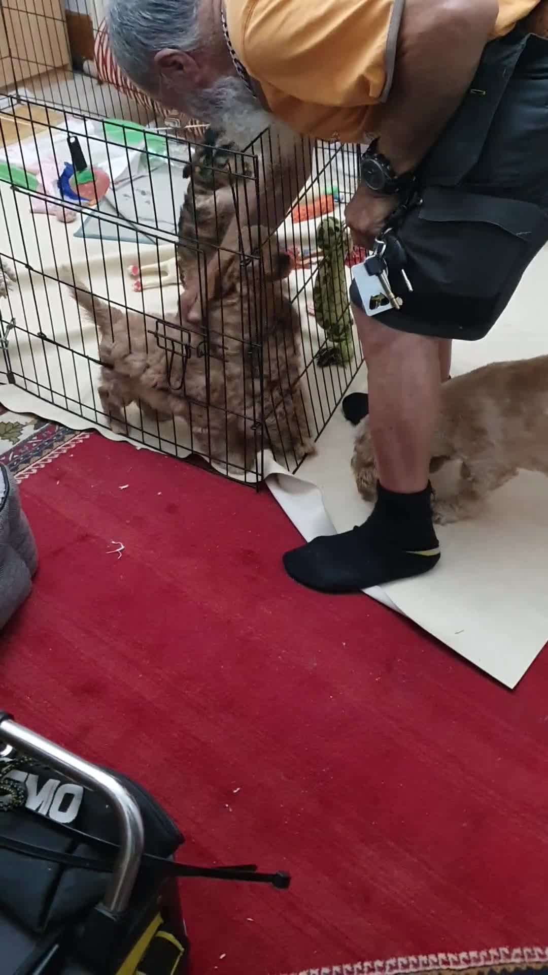 Cockapoo dogs for sale: Tubsy  - Video 1