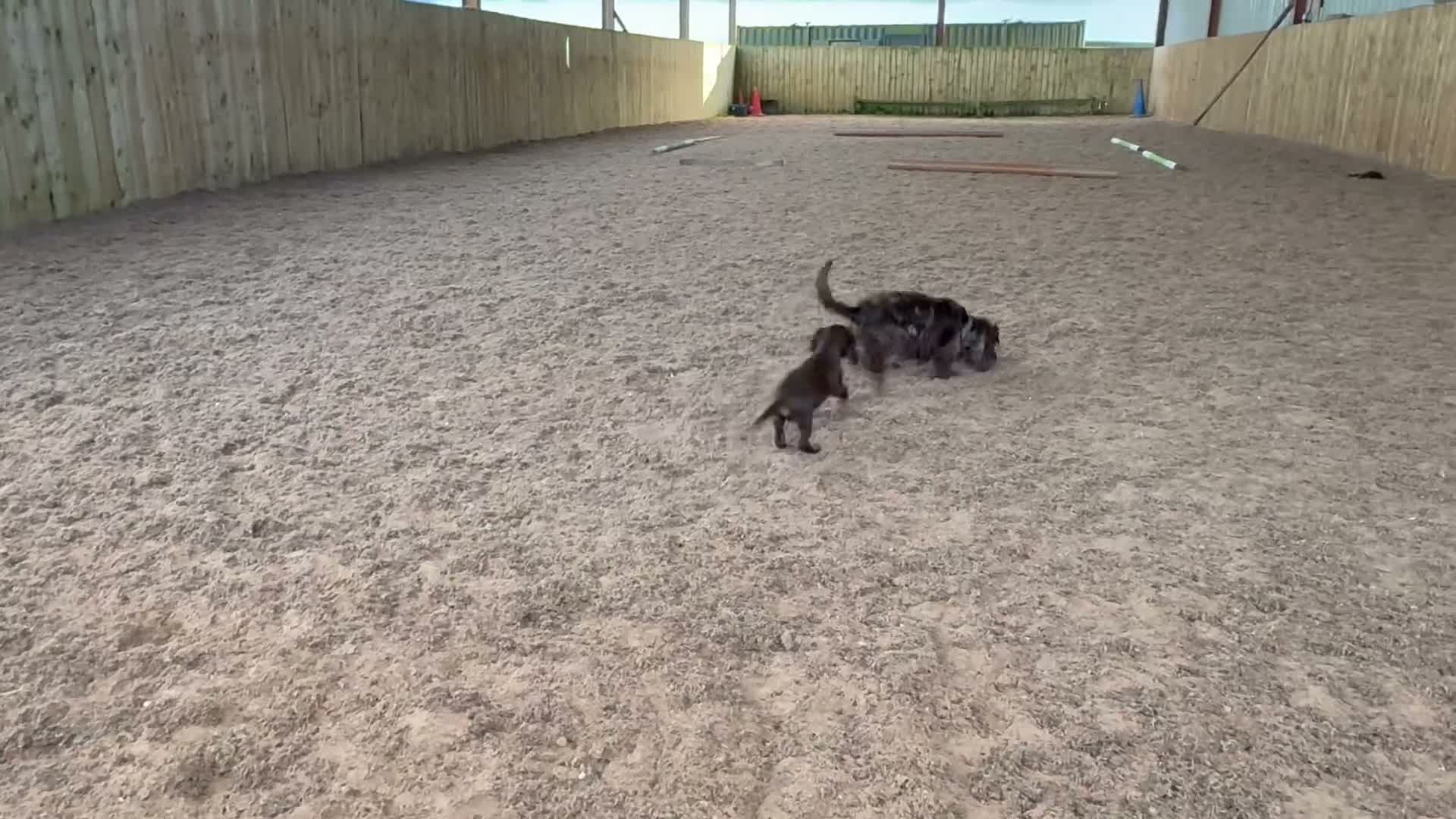 Cocker Spaniel dogs for sale: Girls Only READY November -bookings being taken - Video 1