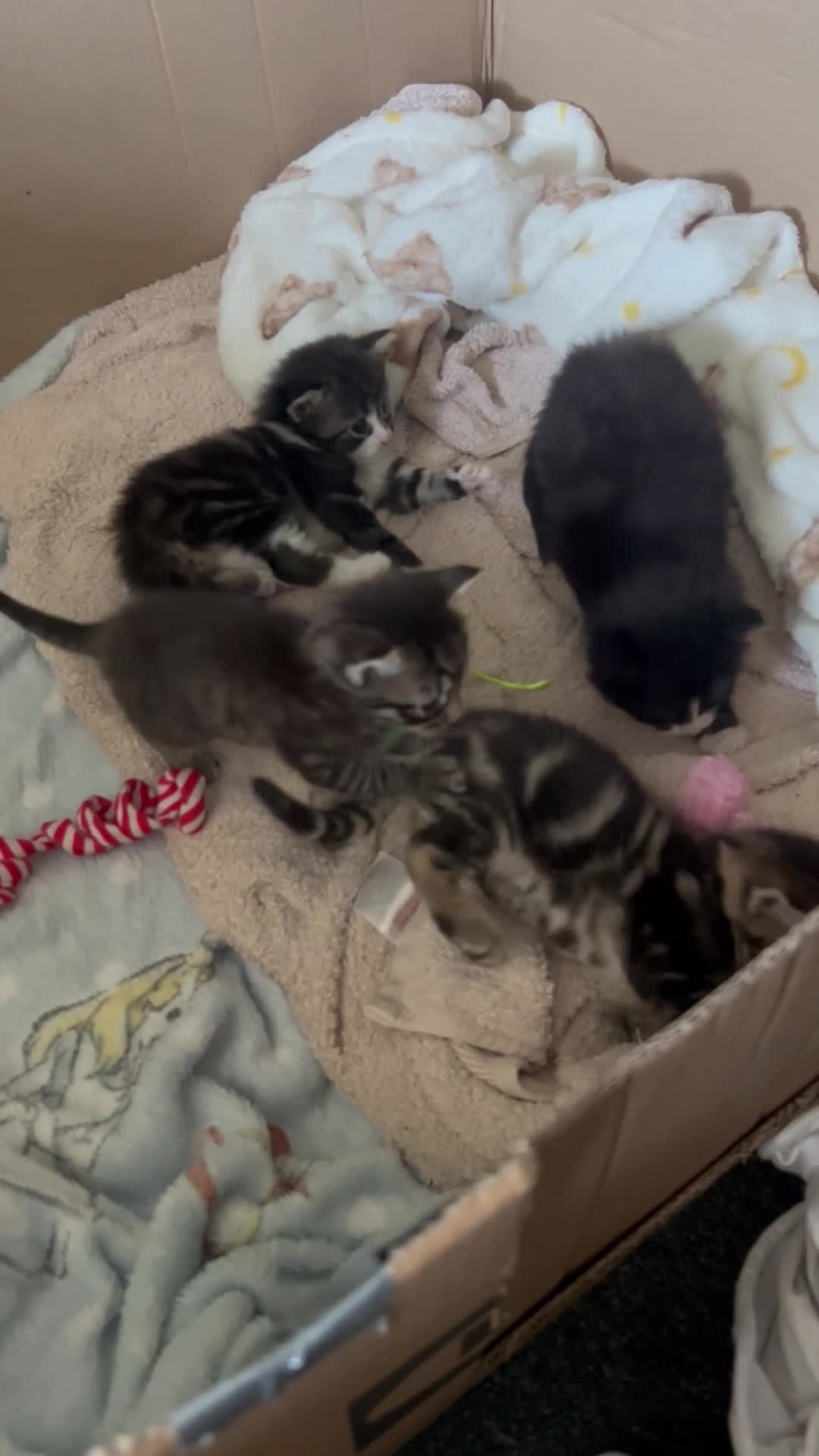 Mixed Breed cats for sale: Beautiful kittens in Weston-super-Mare - Video 1