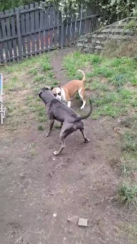 American Bulldog dogs for sale: 11 little hearts need their forever home - Video 3