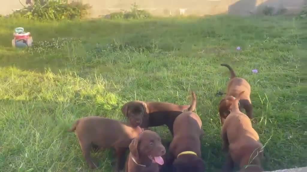 Labrador Retriever dogs for sale: ⭐️ READY NOW KC Chocolate Lab Puppies ⭐️ - Video 2