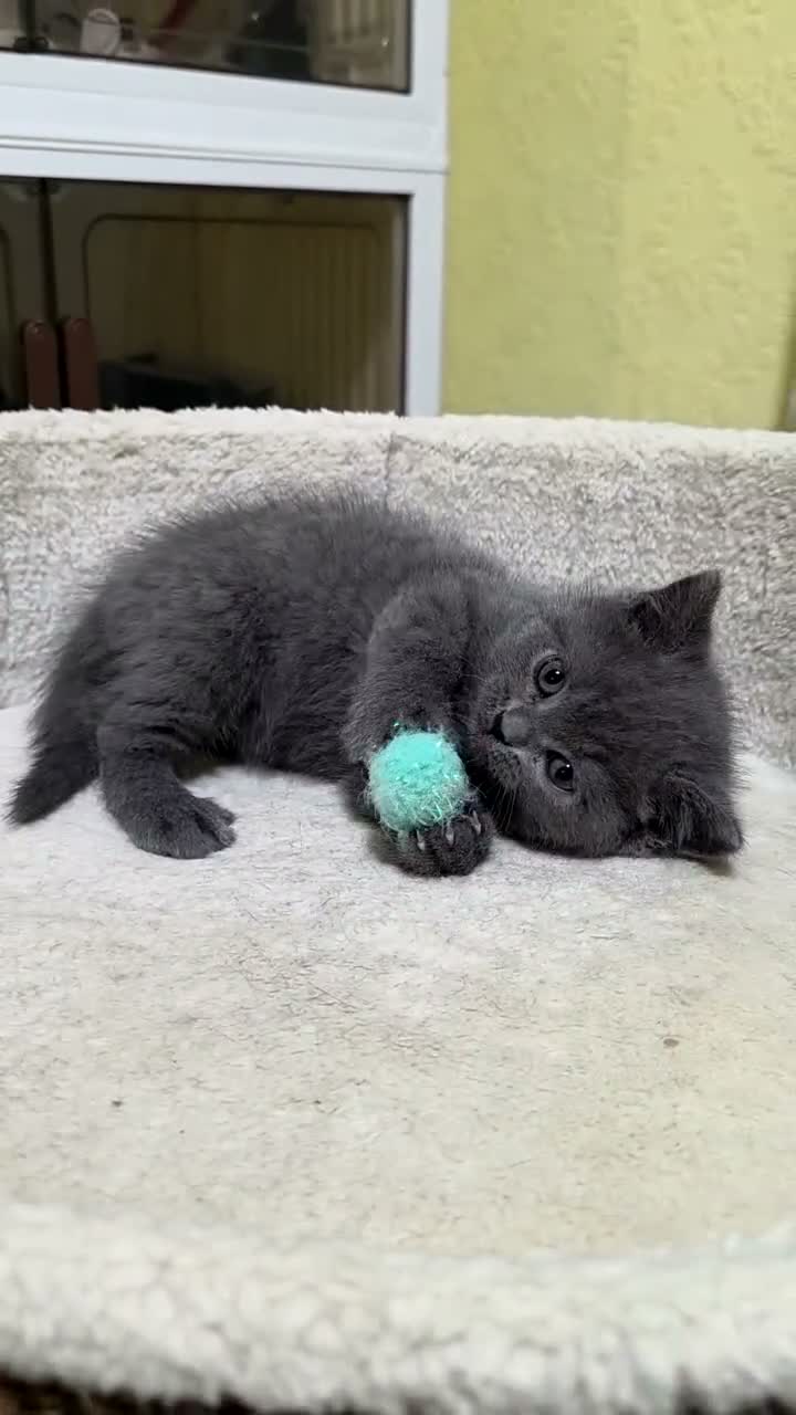 British Shorthair cats for sale: Lovely British shorthair kittens 😸  - Video 4
