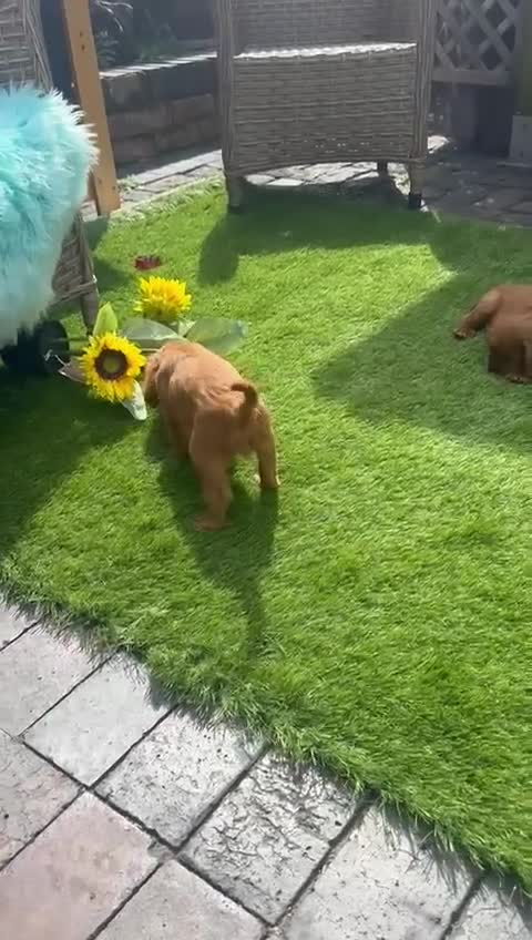Cavalier King Charles Spaniel dogs for sale: Kc registered Ruby red King Charles spaniels - Video 1