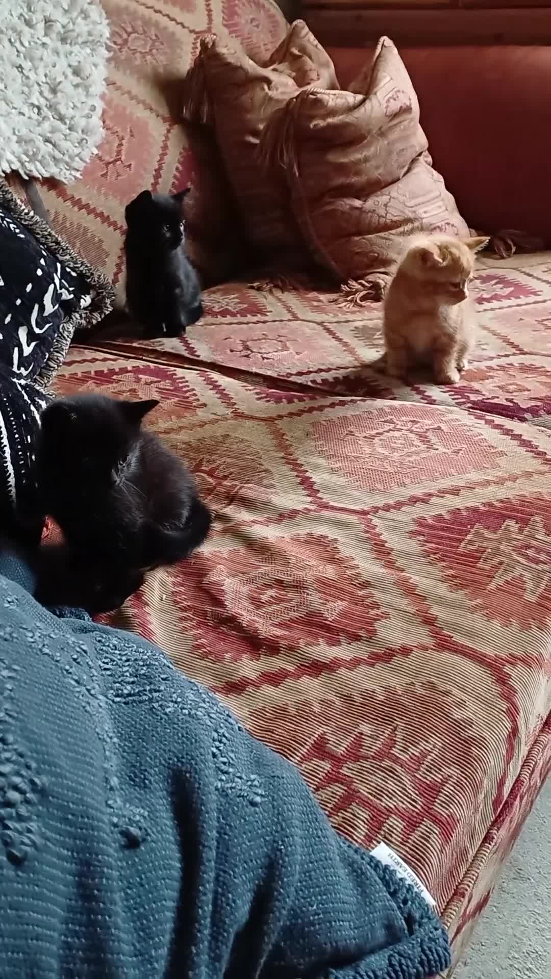 European cats for sale: 4 Adorable Kittens😻 Ready for Loving homes - Video 5