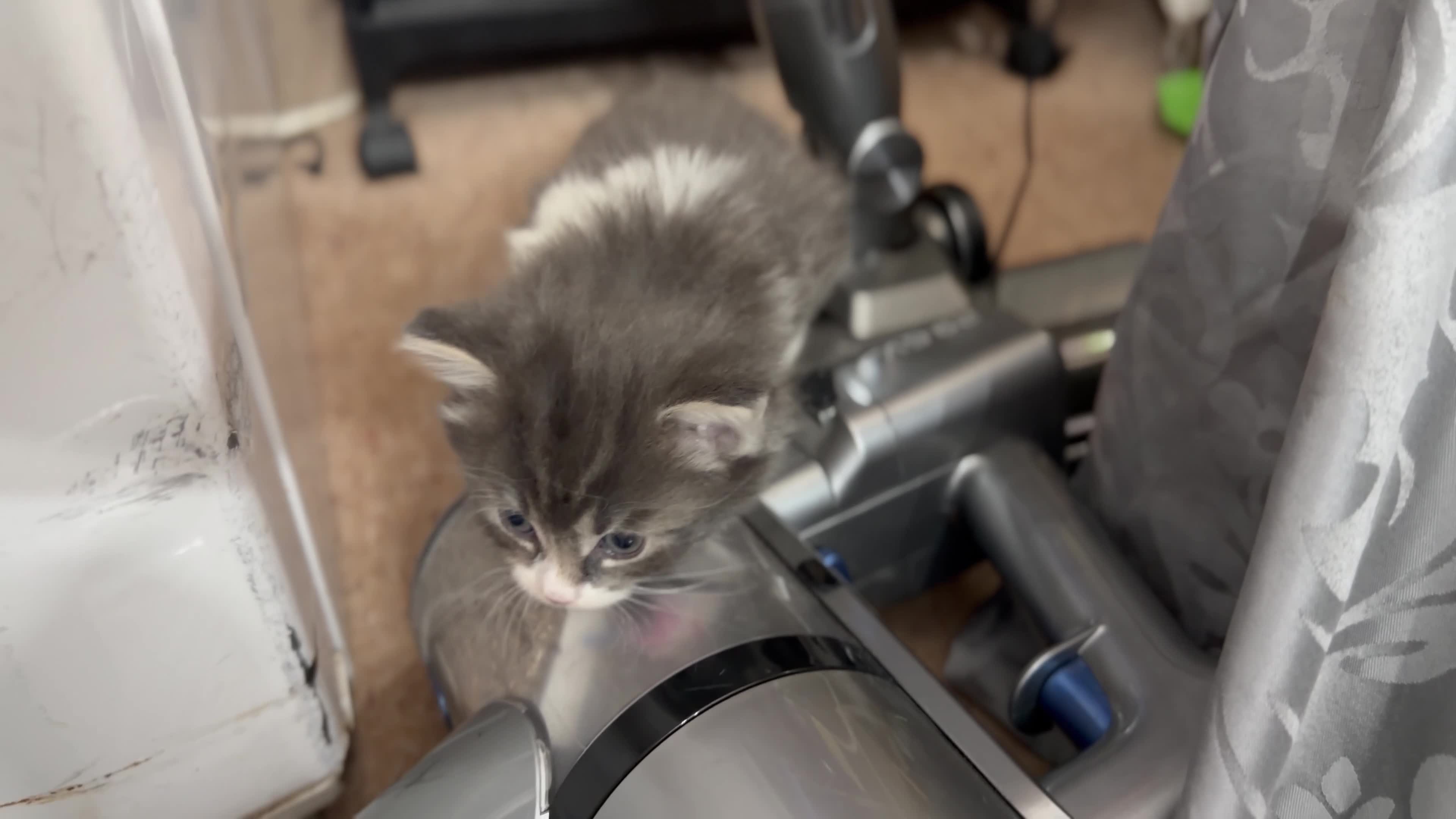 Mixed Breed cats for sale: Adorable Fluffy Kittens for Sale 6-8 in Nottingham - Video 2