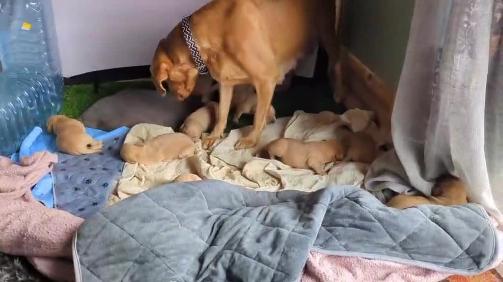 Goldador dogs for sale: Beautiful fox red Labrador/retriever pups - Video 3