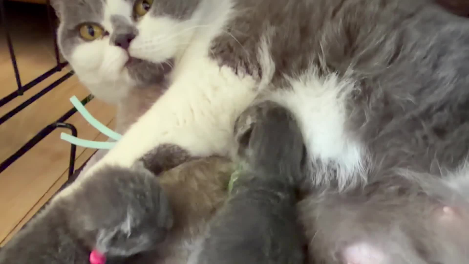 British Shorthair cats for sale: GCCF BSH KITTENS  - Video 1