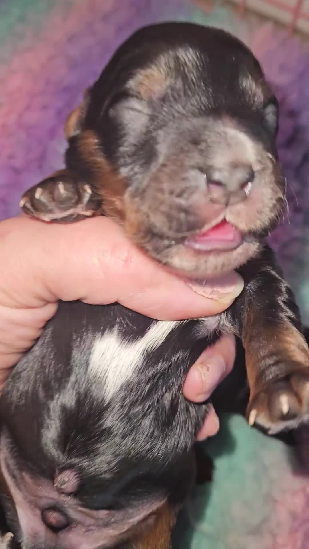 Cockapoo dogs for sale: Licensed breeder Show cockapoo litter! BOYS ONLY  - Video 1