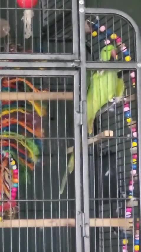 Ringnecks birds for sale: Beautiful male ringneck talking parrot  - Video 1